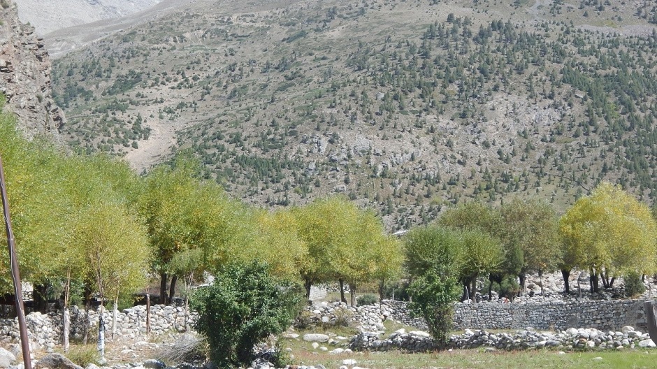 Willow Forests